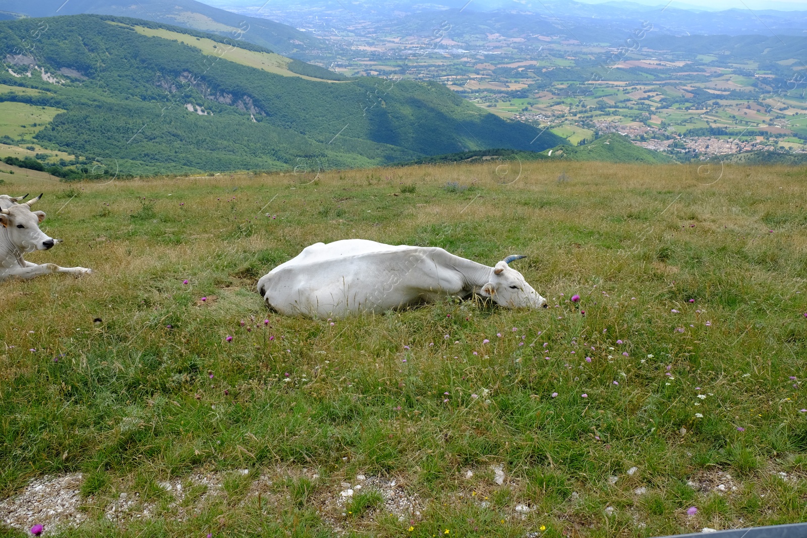 Photo of White cow lying on grass in mountains