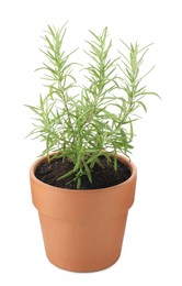 Photo of Aromatic rosemary plant in pot isolated on white