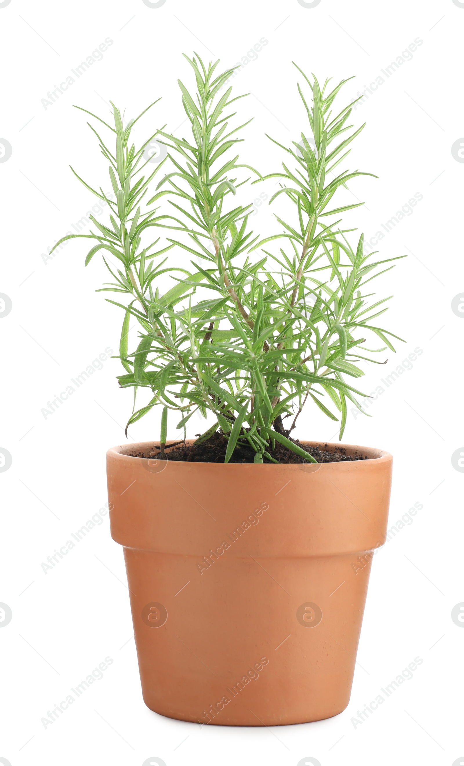 Photo of Aromatic rosemary plant in pot isolated on white