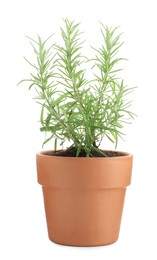 Photo of Aromatic rosemary plant in pot isolated on white