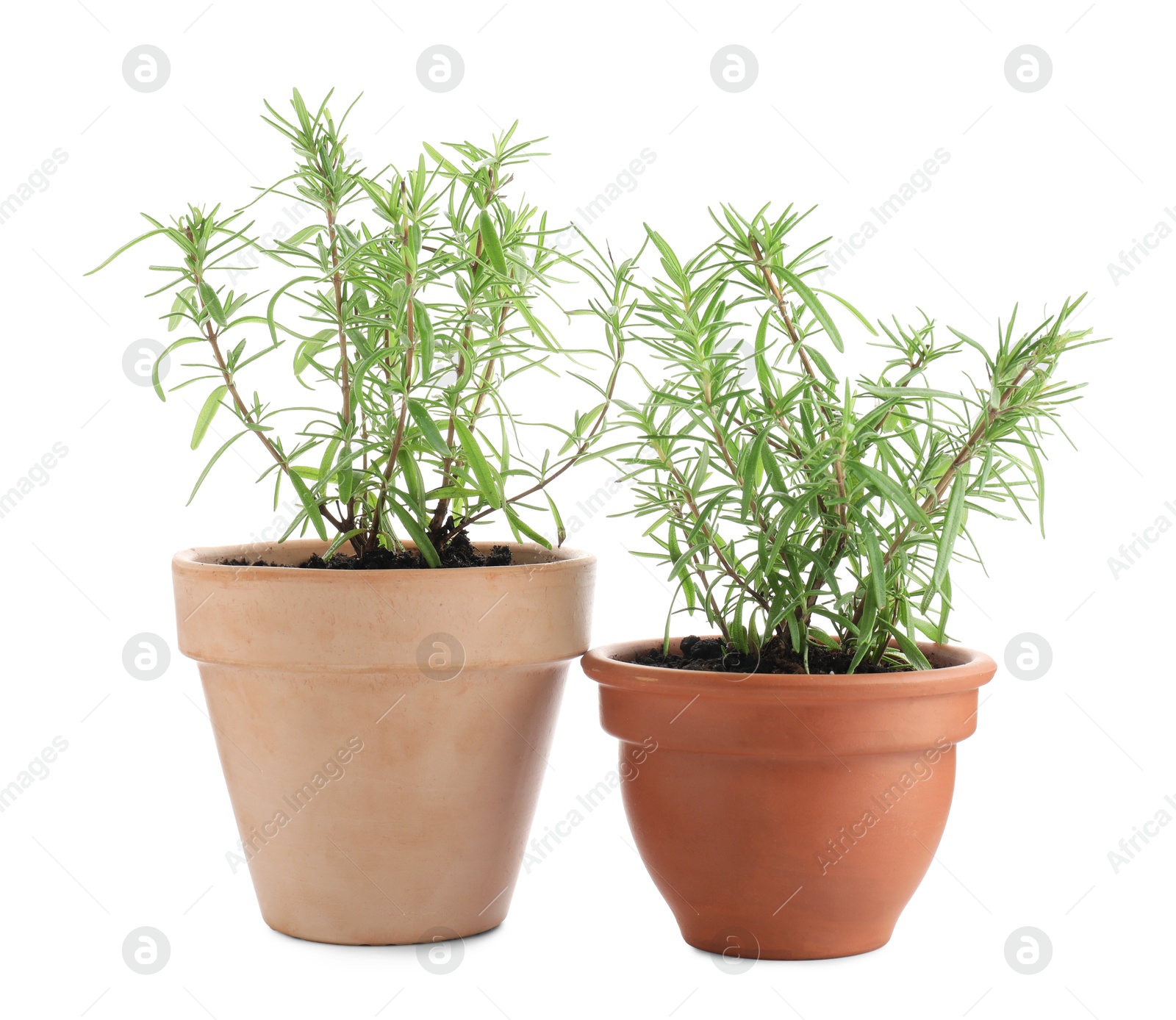 Photo of Aromatic rosemary plants in pots isolated on white