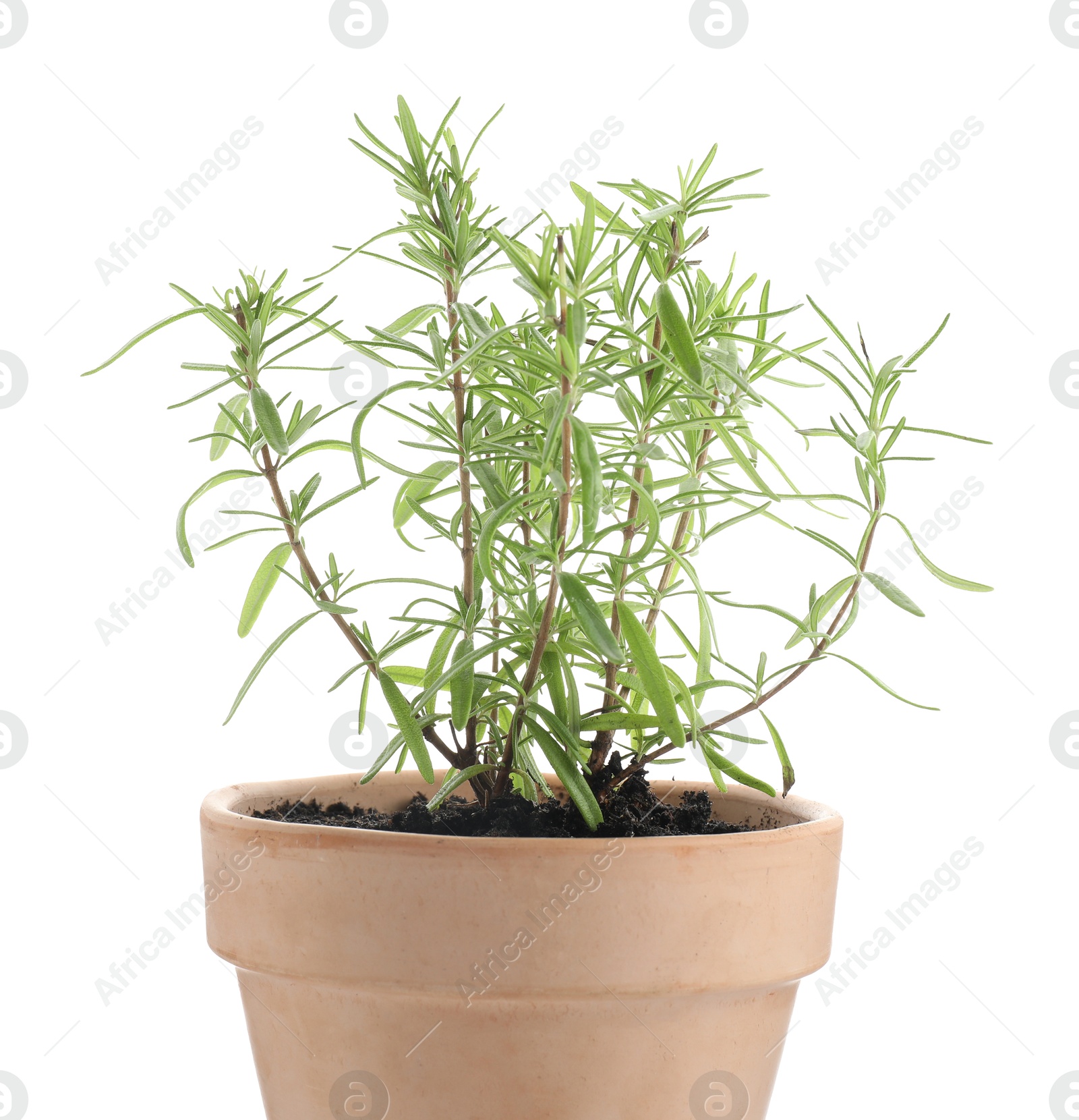 Photo of Aromatic rosemary plant in pot isolated on white