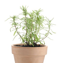 Photo of Aromatic rosemary plant in pot isolated on white