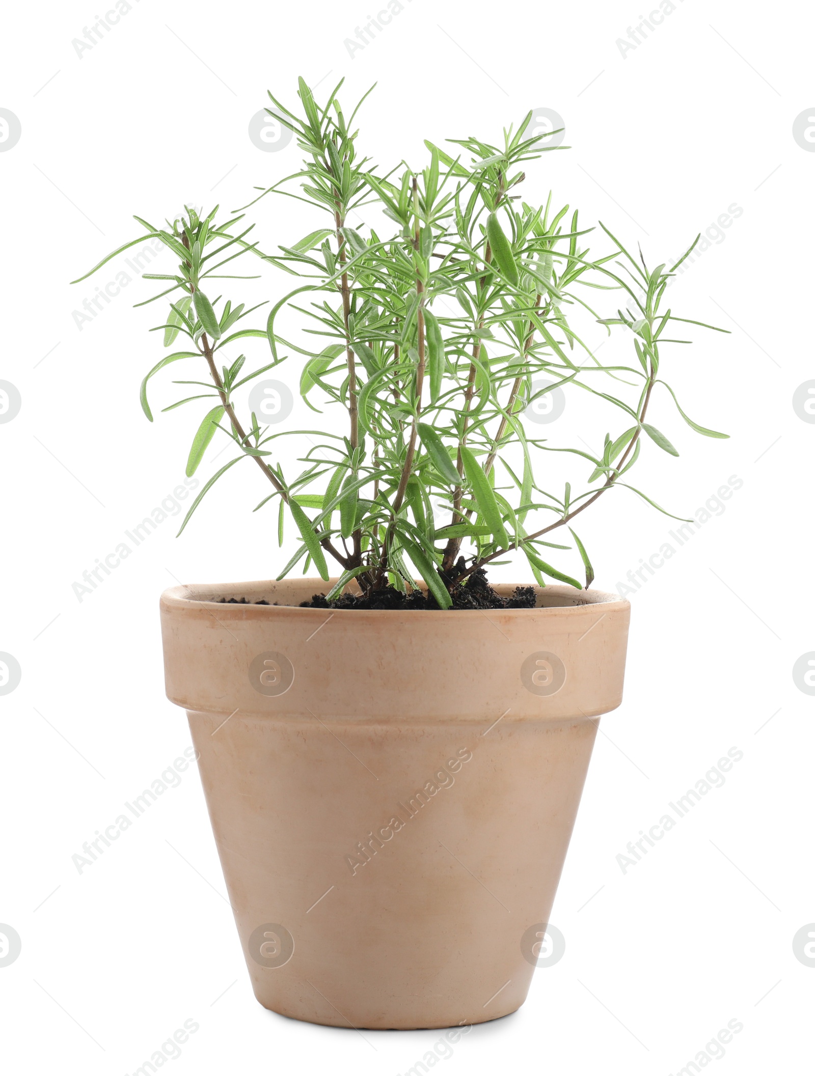 Photo of Aromatic rosemary plant in pot isolated on white