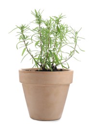 Photo of Aromatic rosemary plant in pot isolated on white