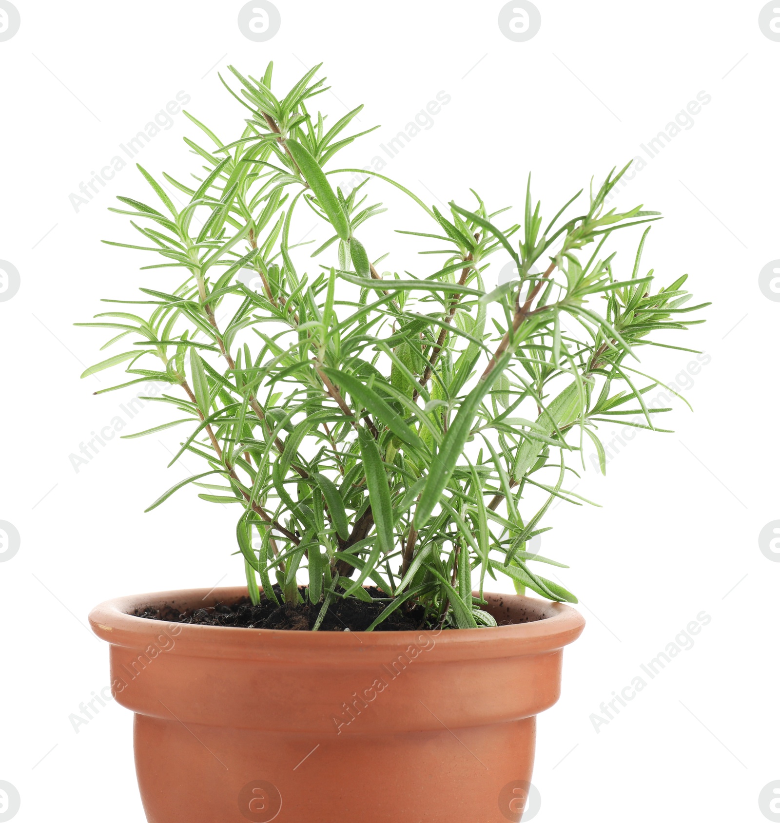 Photo of Aromatic rosemary plant in pot isolated on white