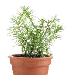 Photo of Aromatic rosemary plant in pot isolated on white