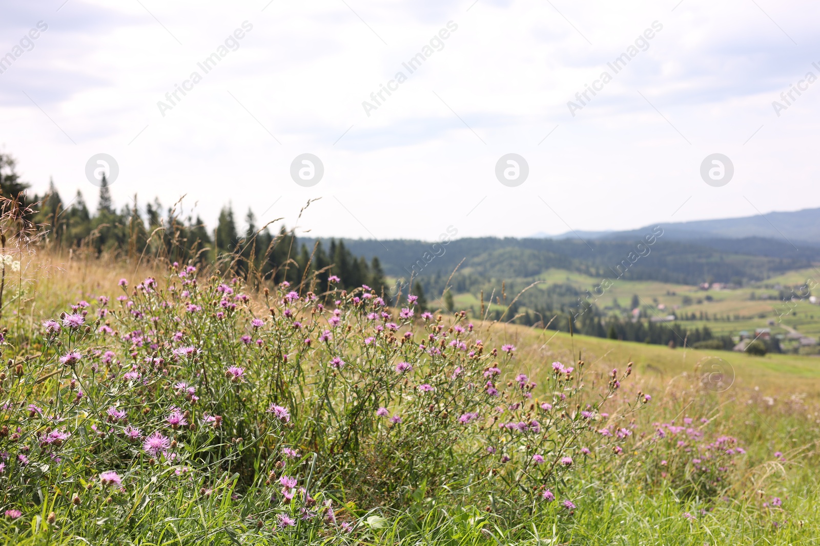 Photo of Many beautiful violet plants growing in mountains