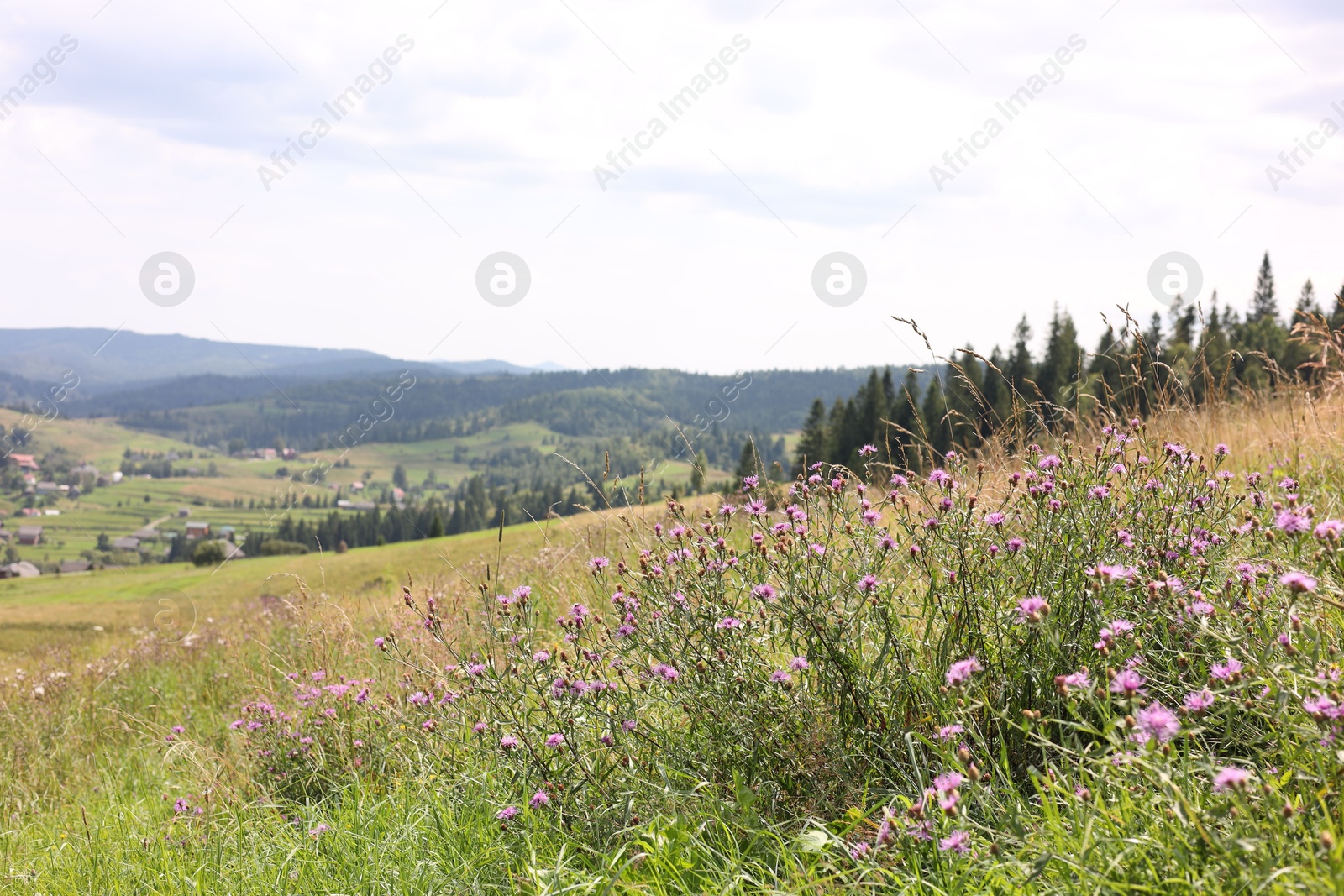 Photo of Many beautiful violet plants growing in mountains