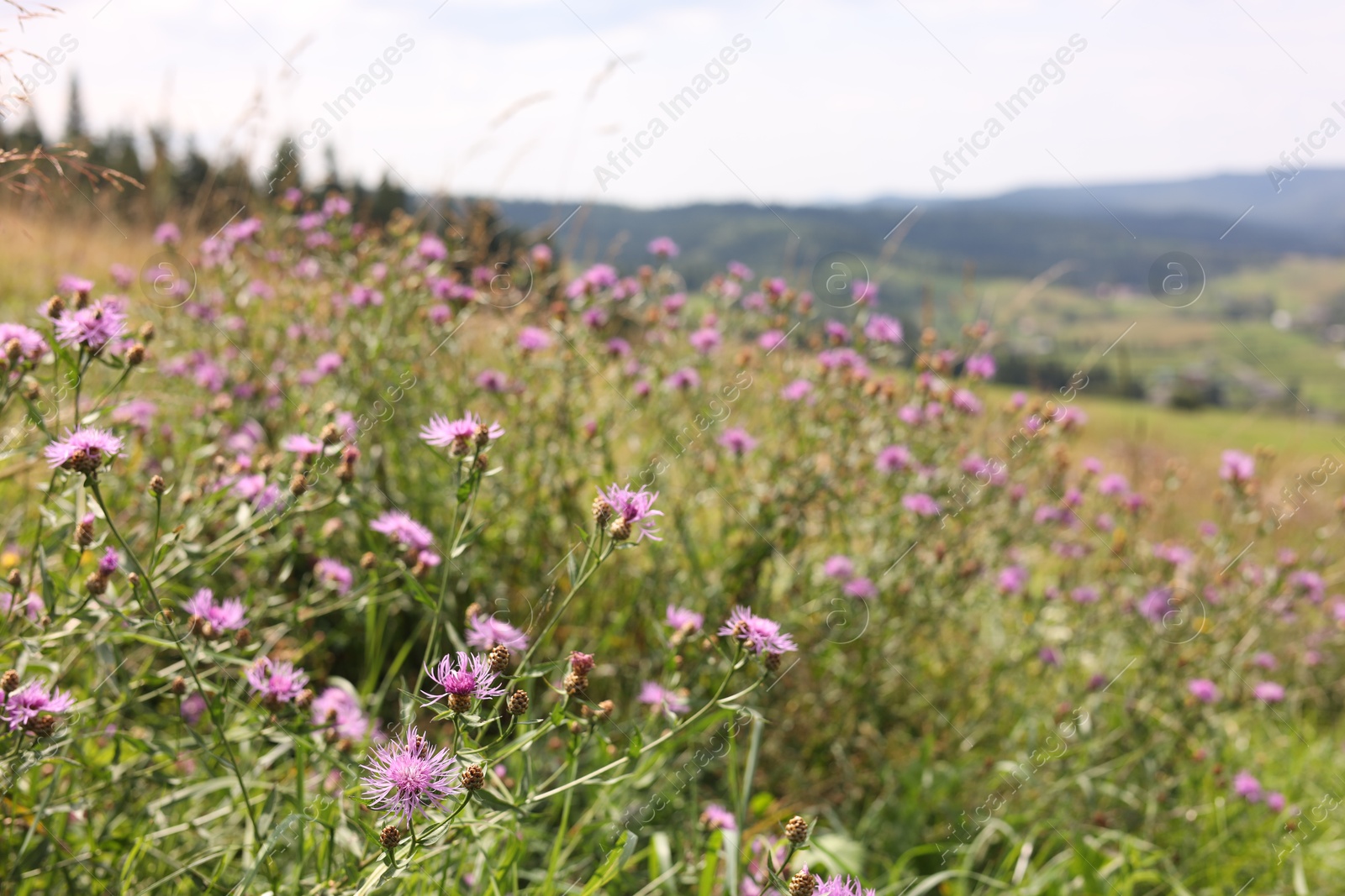 Photo of Many beautiful violet plants growing in mountains