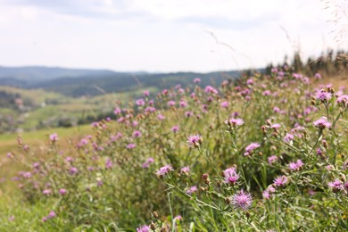 Photo of Many beautiful violet plants growing in mountains