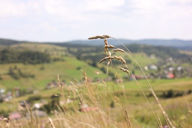 Photo of Many beautiful spikelets growing in mountains, closeup