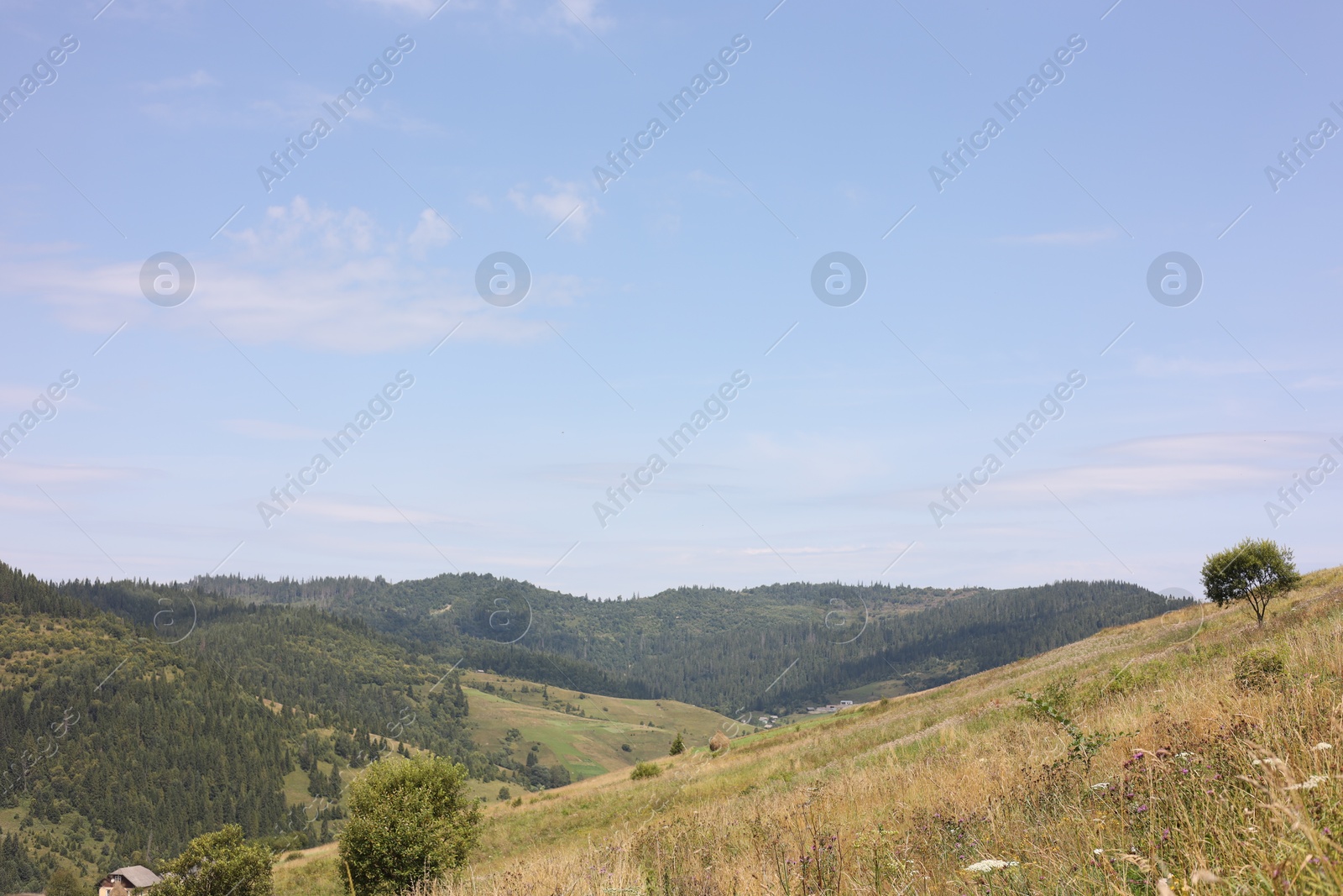 Photo of Picturesque view of forest in mountains under blue sky