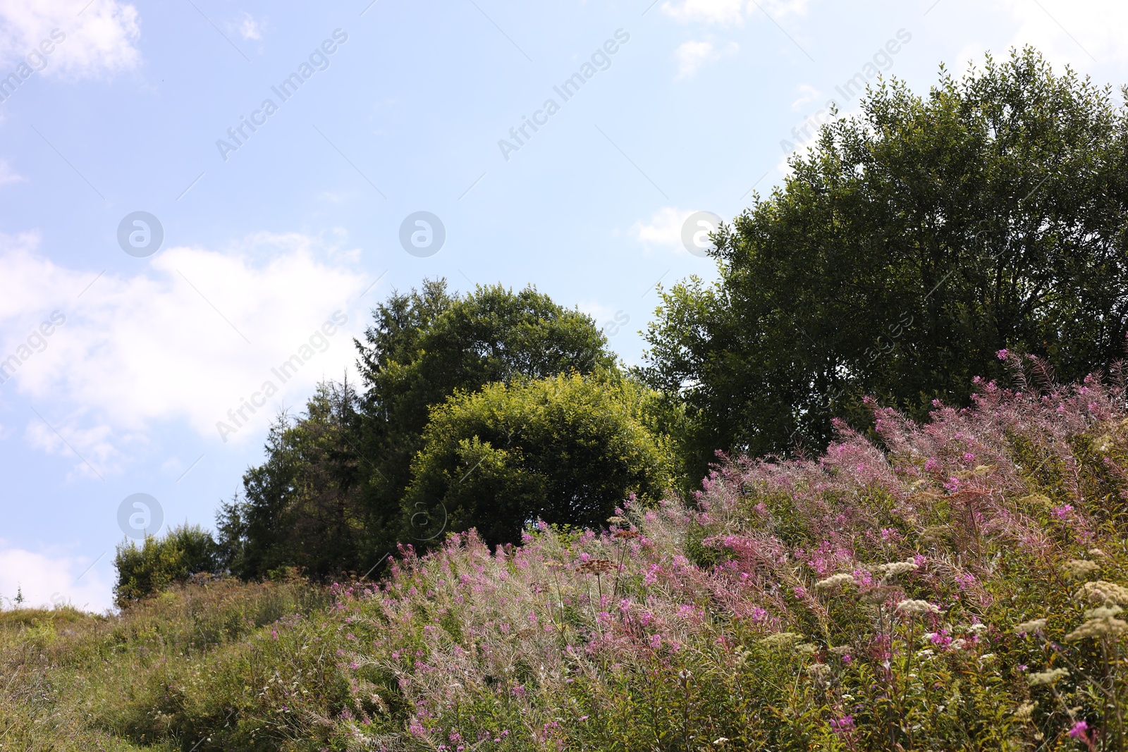 Photo of Beautiful violet plants and trees growing under blue sky