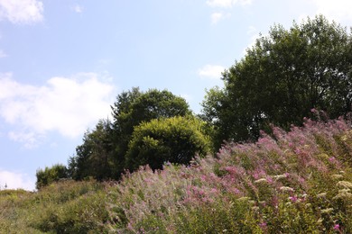 Photo of Beautiful violet plants and trees growing under blue sky