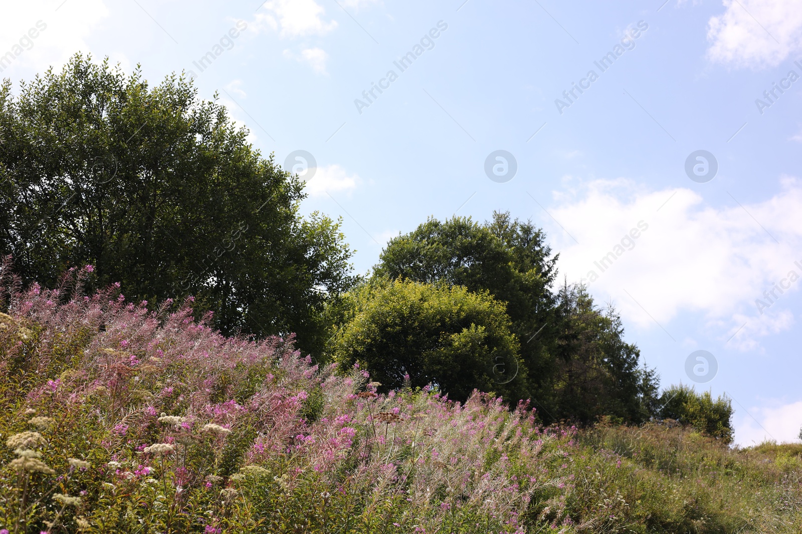 Photo of Beautiful violet plants and trees growing under blue sky