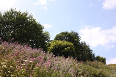 Photo of Beautiful violet plants and trees growing under blue sky