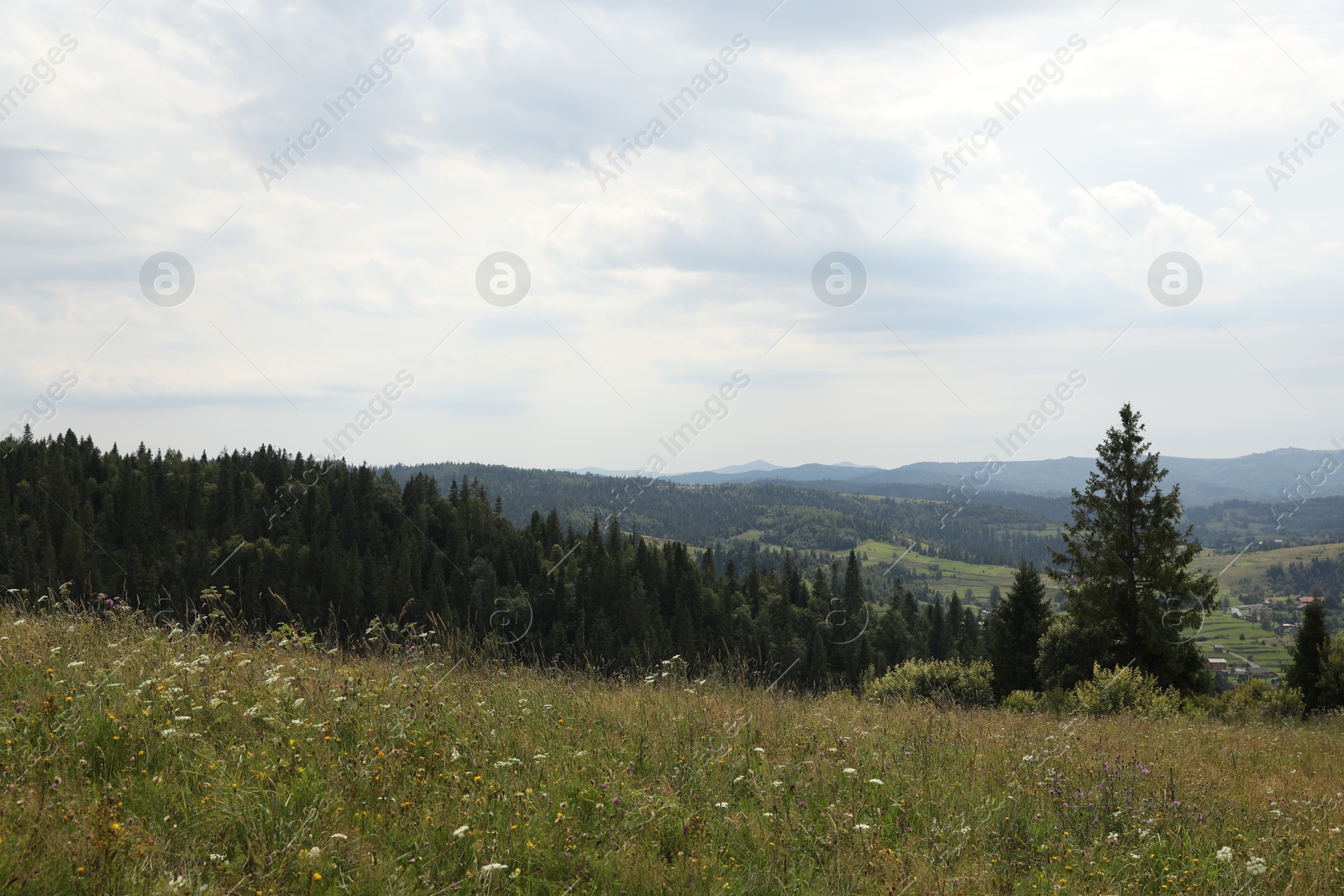 Photo of Many beautiful plants and trees growing outdoors in mountains