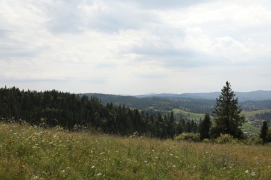 Photo of Many beautiful plants and trees growing outdoors in mountains