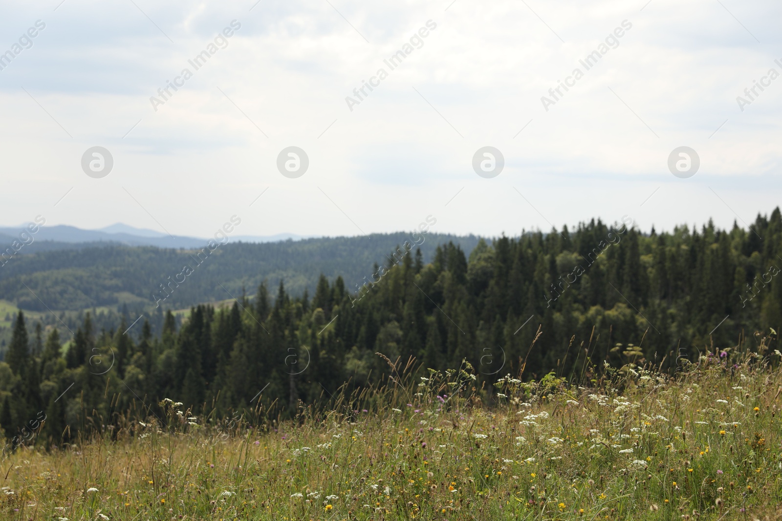 Photo of Many beautiful plants and trees growing outdoors in mountains