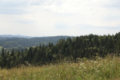 Photo of Many beautiful plants and trees growing outdoors in mountains