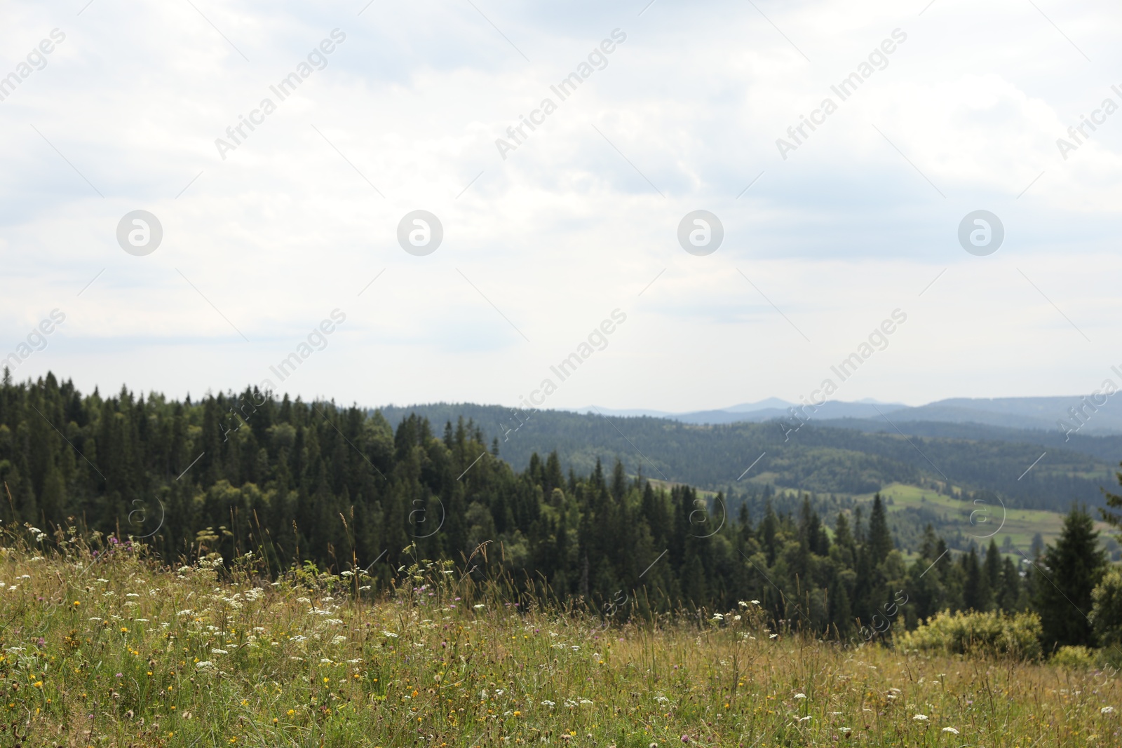 Photo of Many beautiful plants and trees growing outdoors in mountains