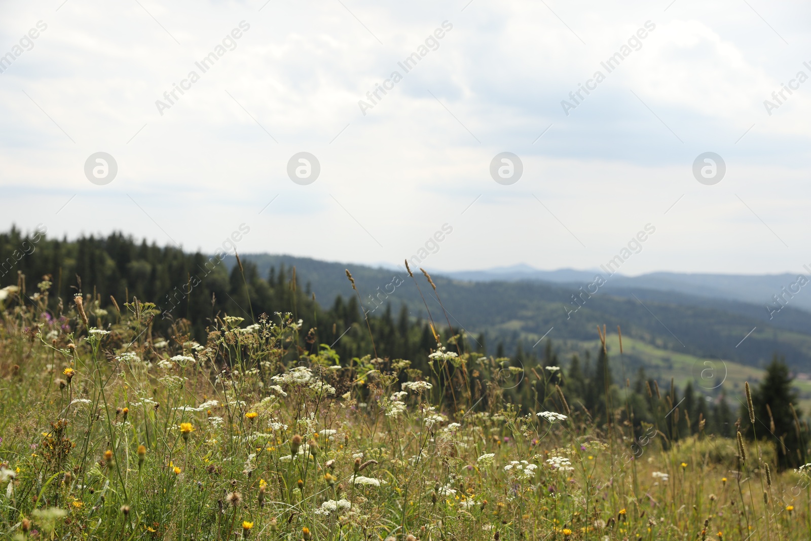 Photo of Many beautiful plants and trees growing outdoors in mountains