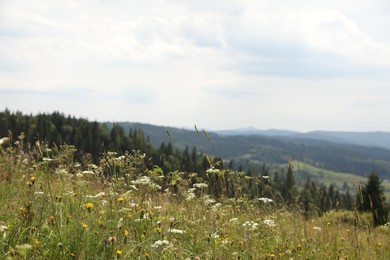 Photo of Many beautiful plants and trees growing outdoors in mountains