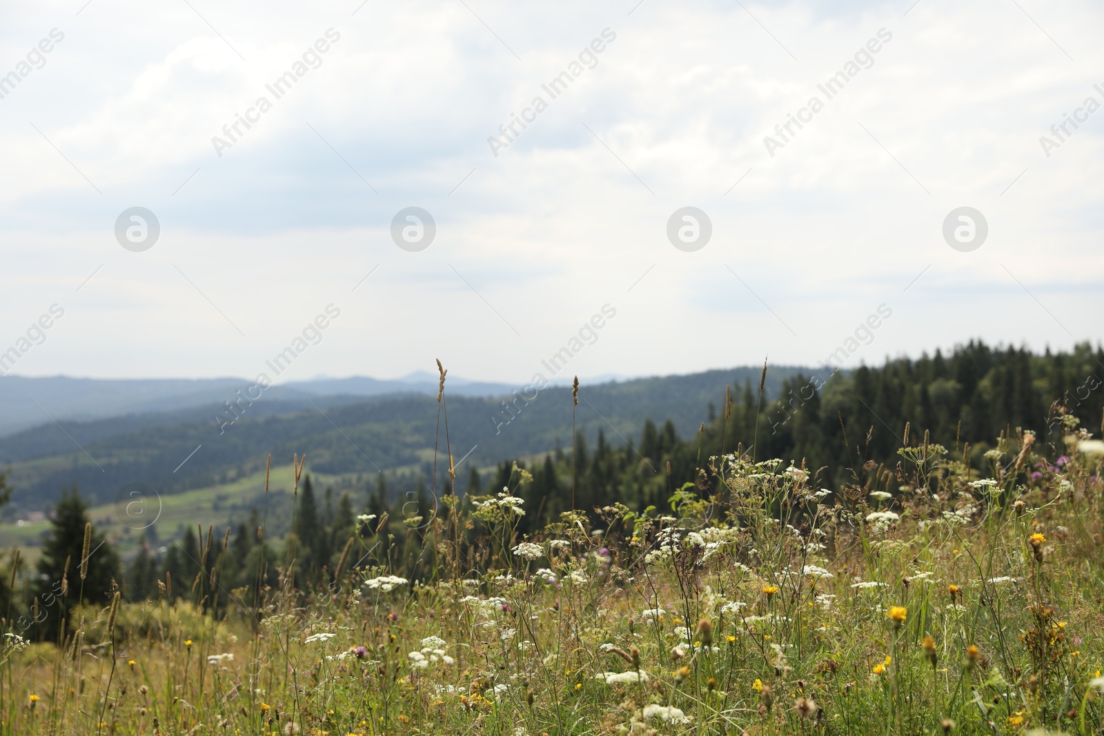 Photo of Many beautiful plants and trees growing outdoors in mountains