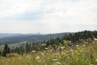 Photo of Many beautiful plants and trees growing outdoors in mountains