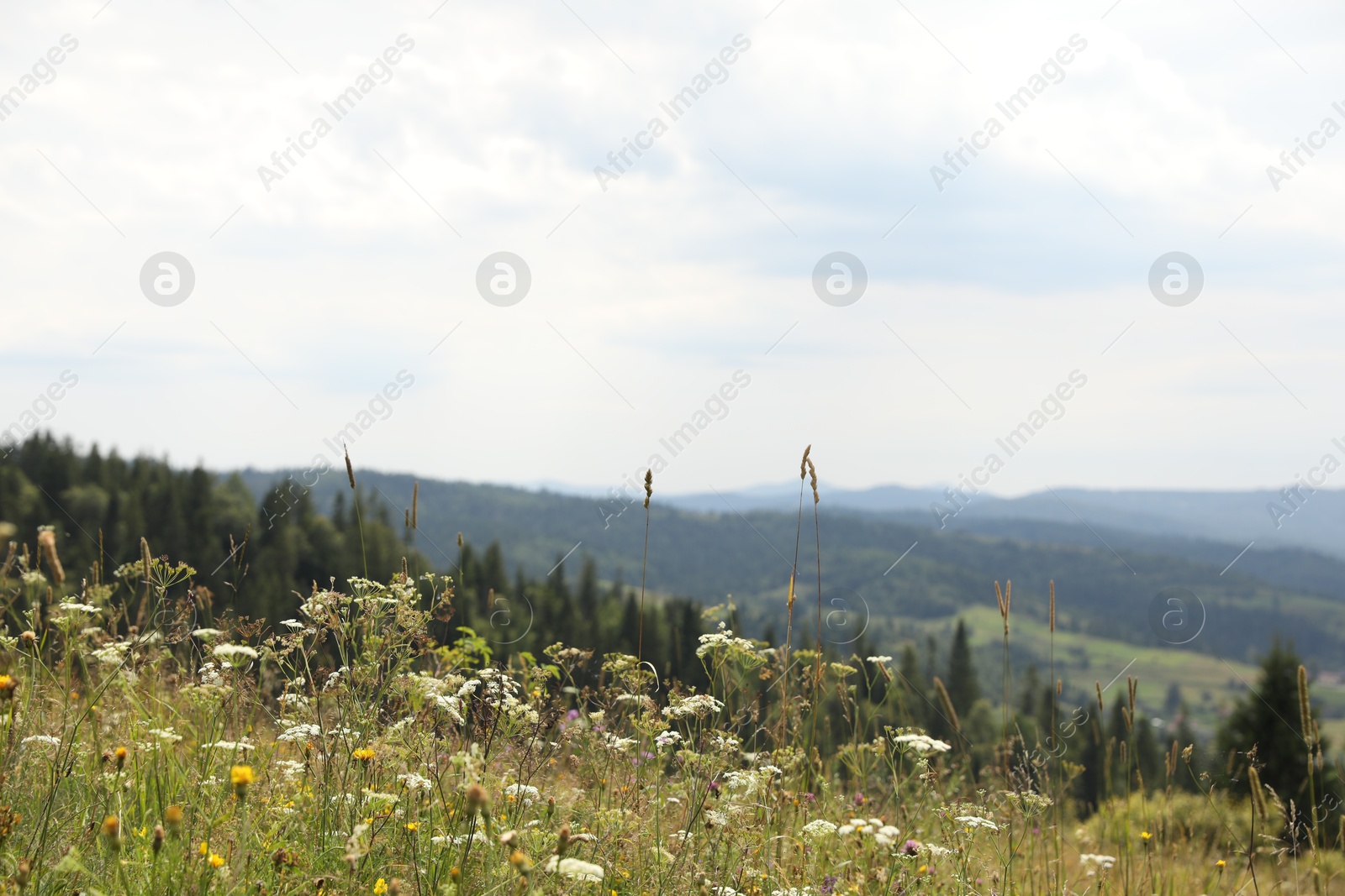 Photo of Many beautiful plants and trees growing outdoors in mountains