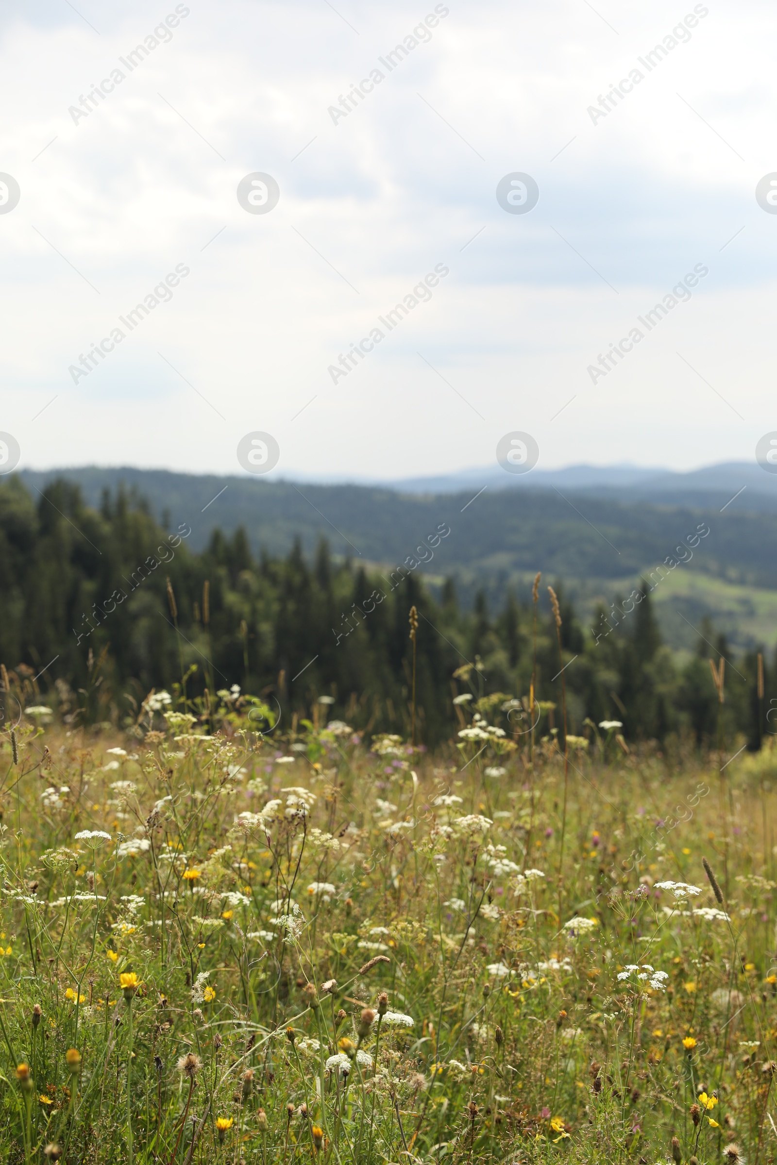 Photo of Many beautiful plants and trees growing outdoors in mountains