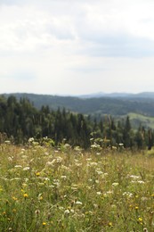 Photo of Many beautiful plants and trees growing outdoors in mountains