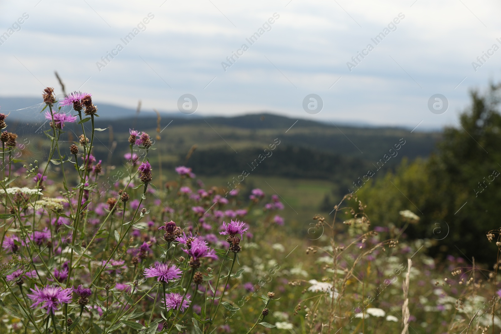 Photo of Many beautiful plants growing outdoors in mountains