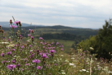 Photo of Many beautiful plants growing outdoors in mountains