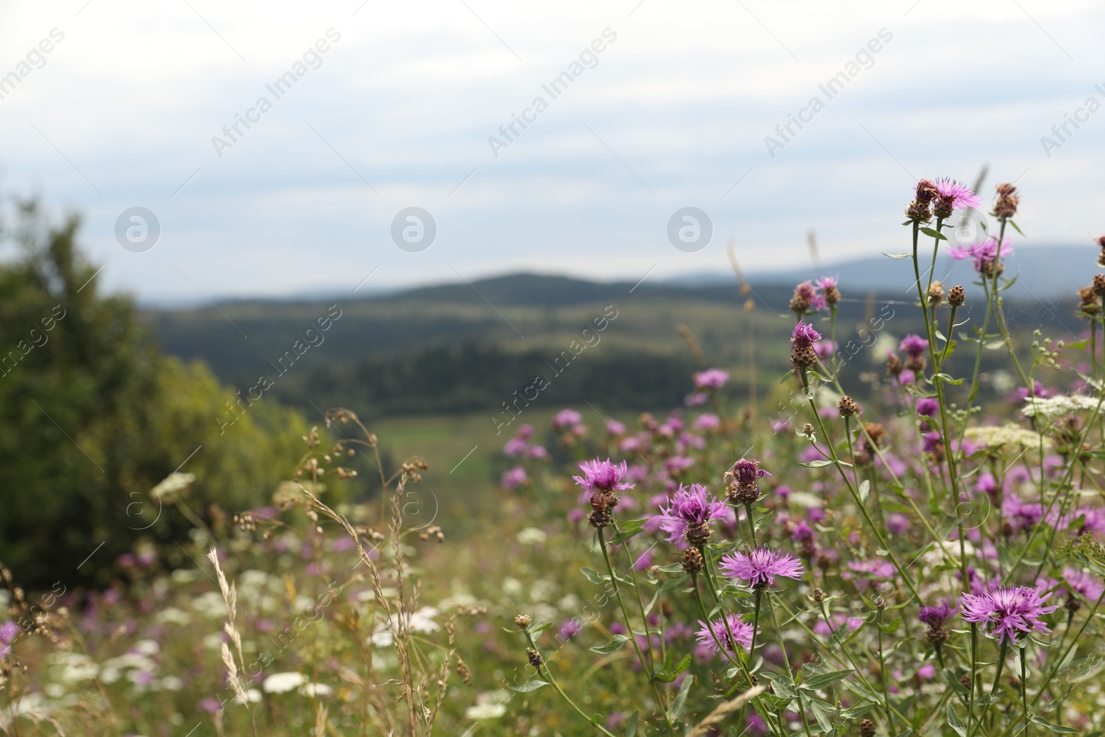 Photo of Many beautiful plants growing outdoors in mountains