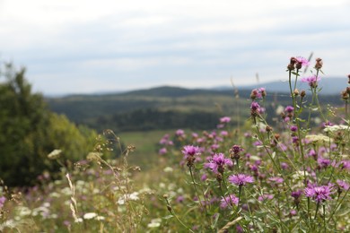 Photo of Many beautiful plants growing outdoors in mountains