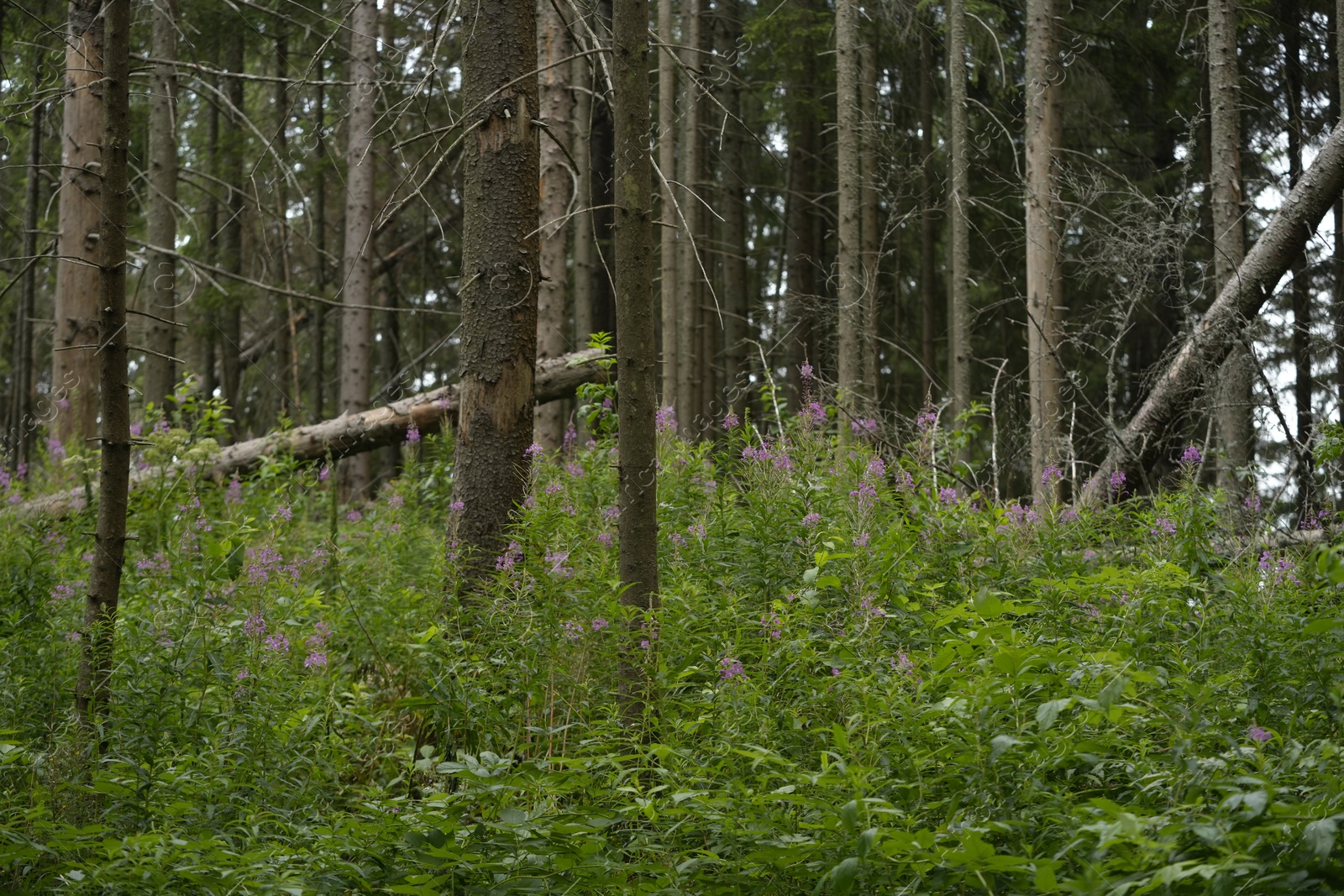 Photo of Beautiful view of forest with many trees and other plants