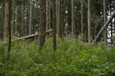 Photo of Beautiful view of forest with many trees and other plants