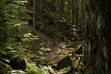 Photo of Beautiful view of forest with many trees and stones