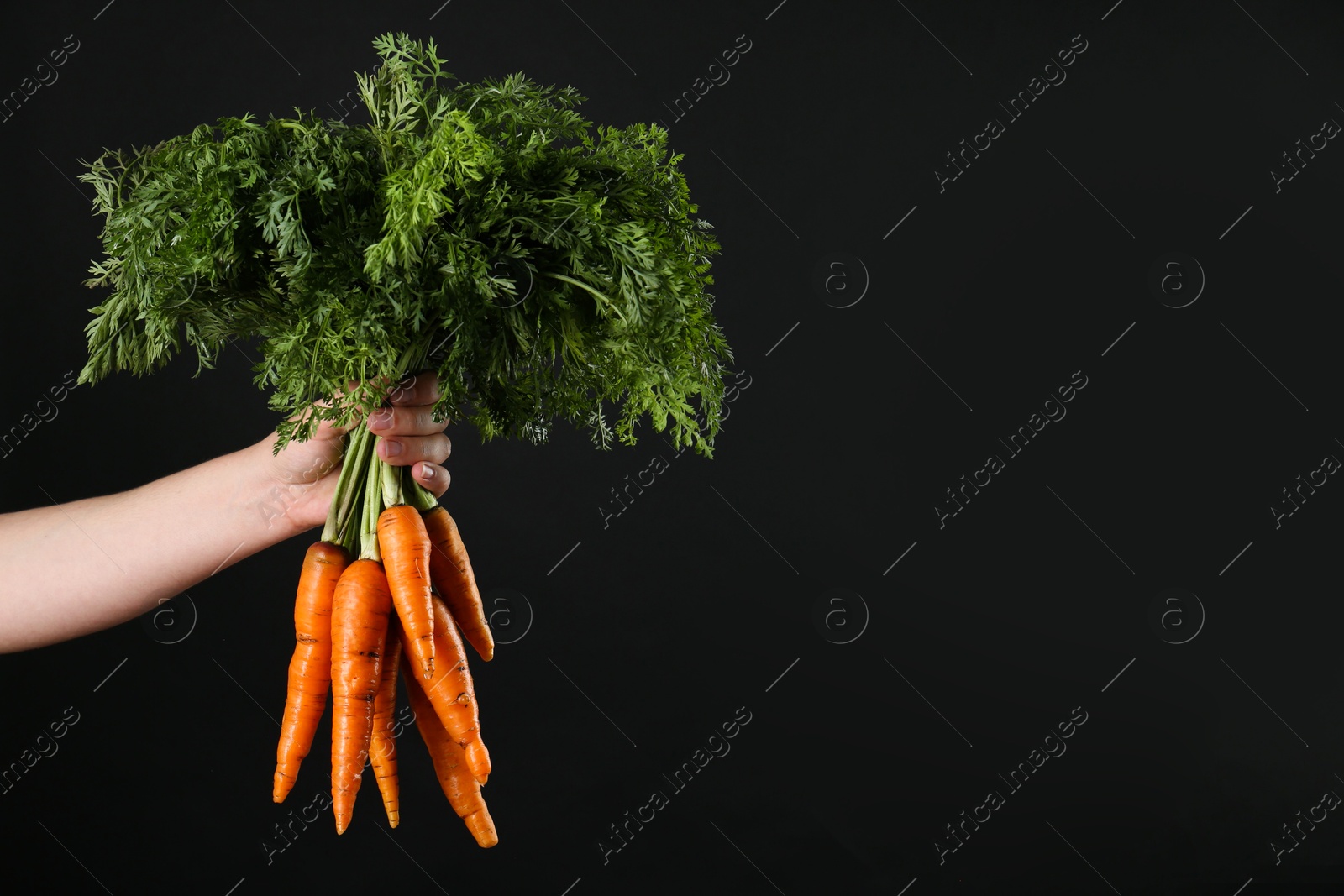 Photo of Woman holding ripe carrots on black background, closeup. Space for text