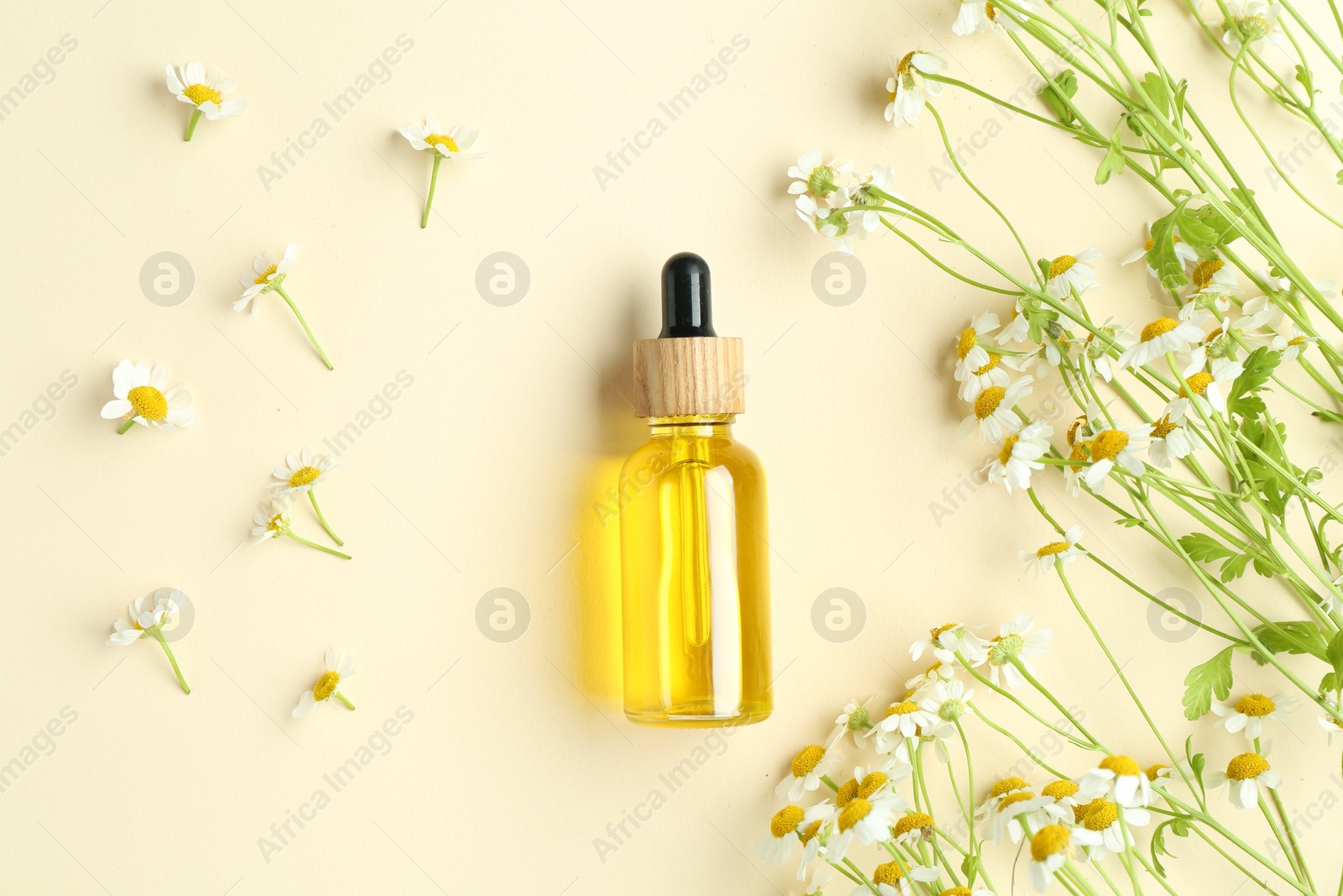 Photo of Tincture in bottle and chamomile flowers on beige background, flat lay