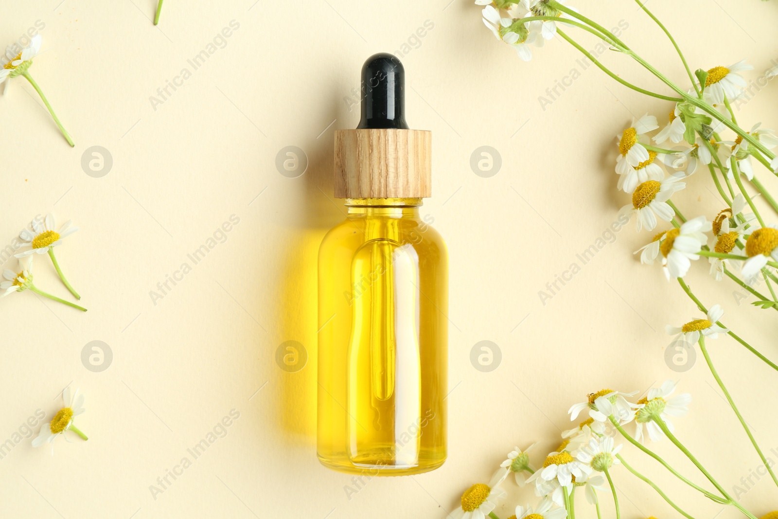 Photo of Tincture in bottle and chamomile flowers on beige background, flat lay