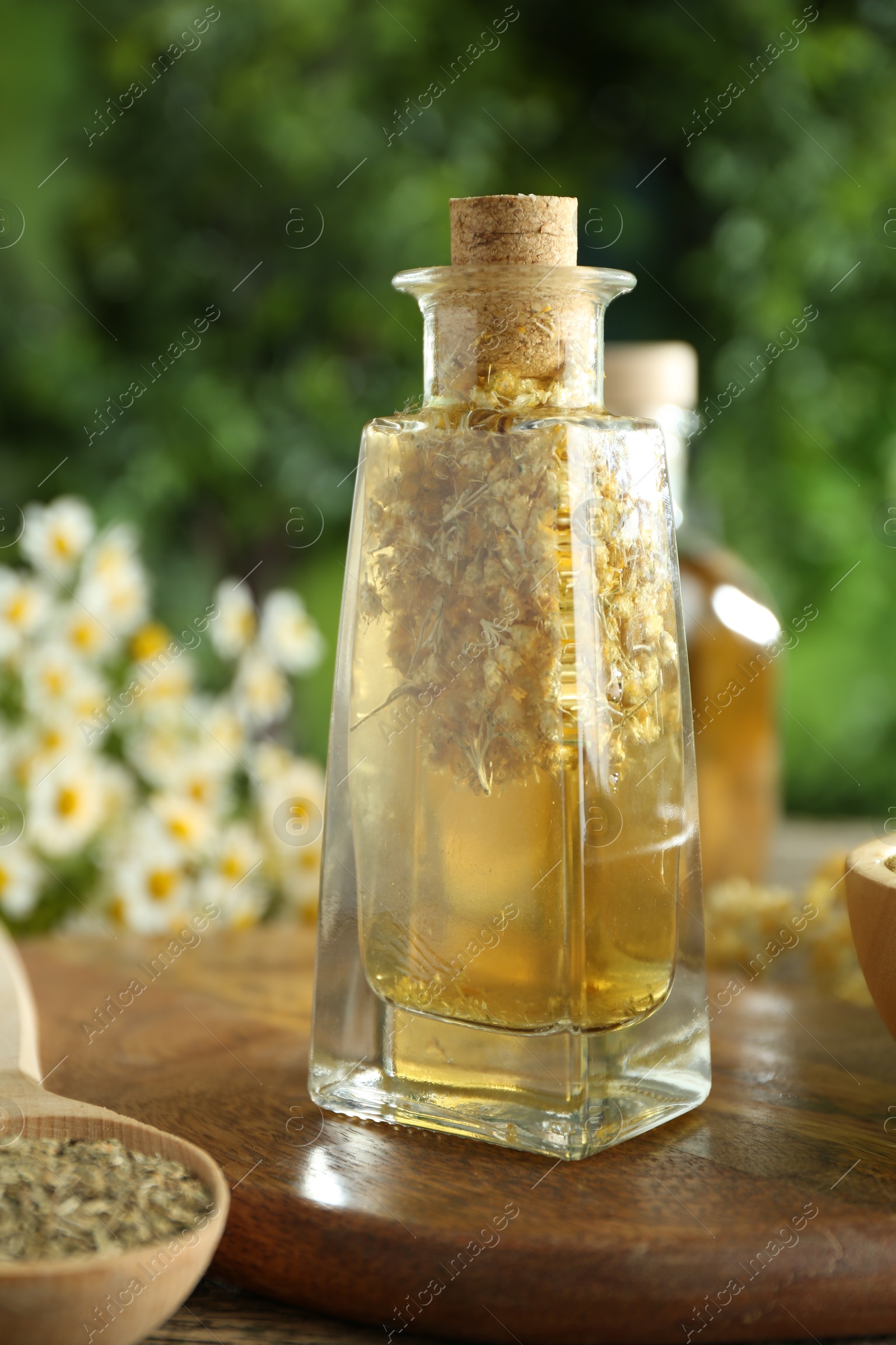 Photo of Tincture in bottle and medicinal herbs on table