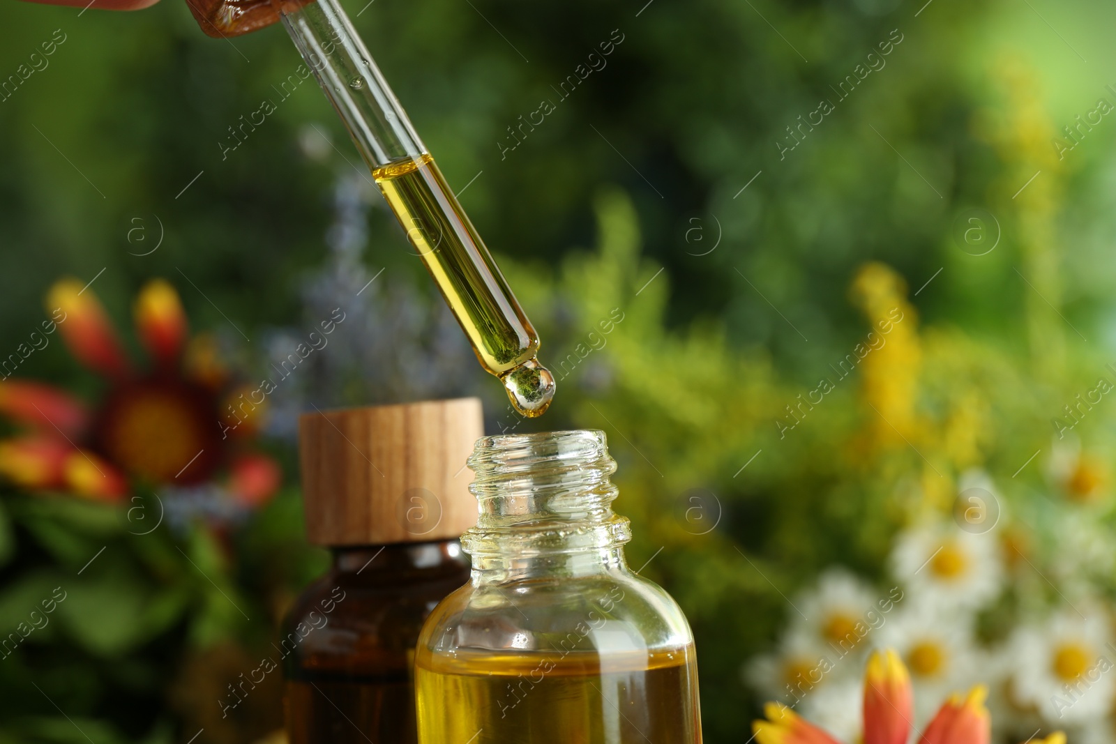 Photo of Dripping tincture from pipette into bottle on blurred background, closeup