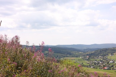 Photo of Many beautiful plants growing outdoors in mountains