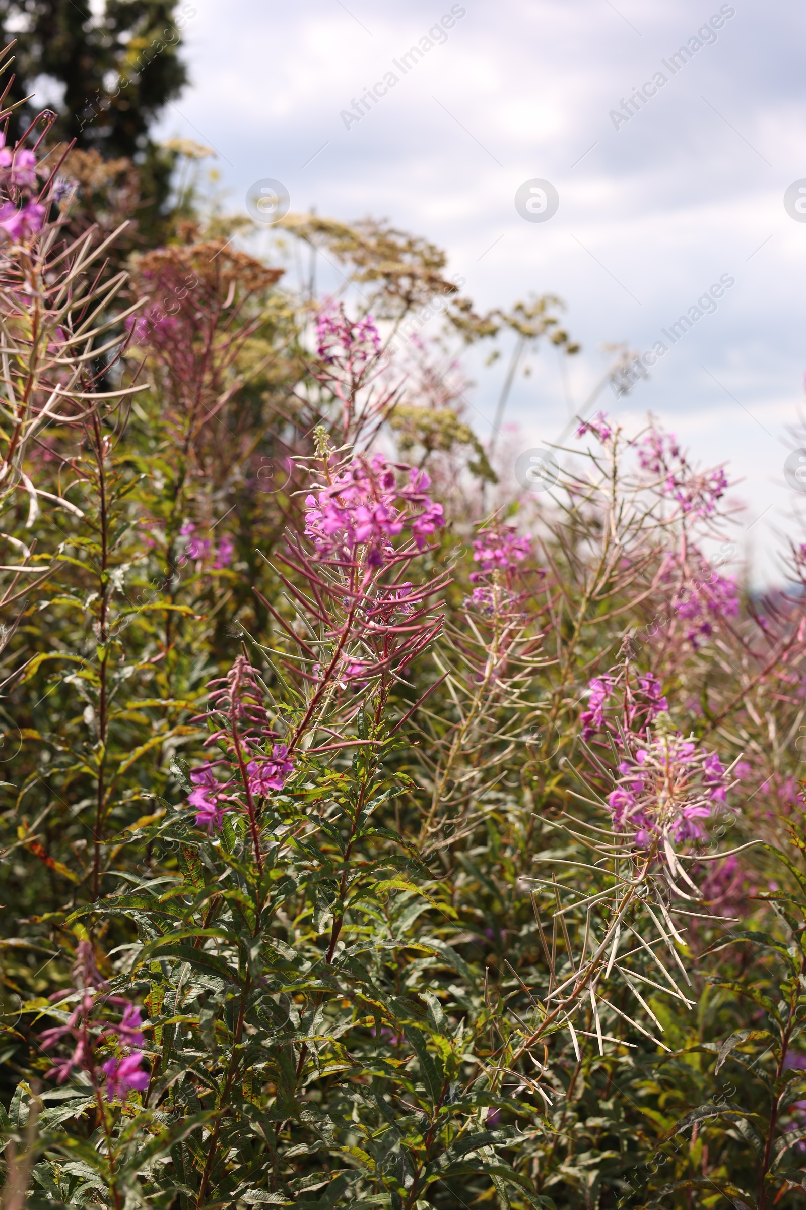 Photo of Many beautiful plants growing under cloudy sky, closeup