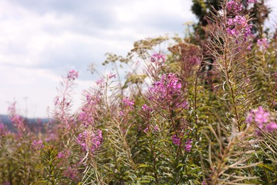 Photo of Many beautiful plants growing under cloudy sky, closeup