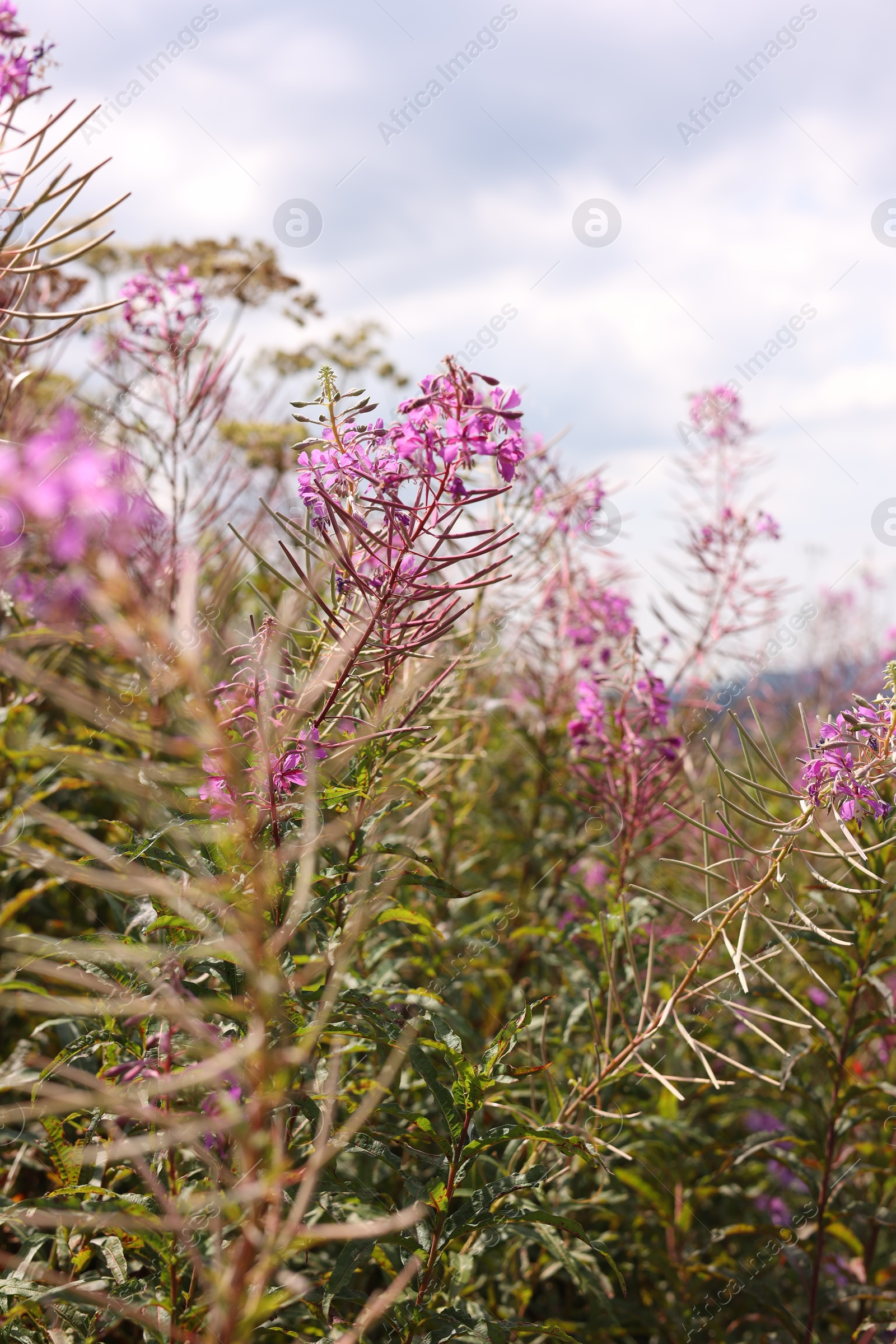 Photo of Many beautiful plants growing under cloudy sky, closeup