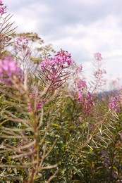 Photo of Many beautiful plants growing under cloudy sky, closeup